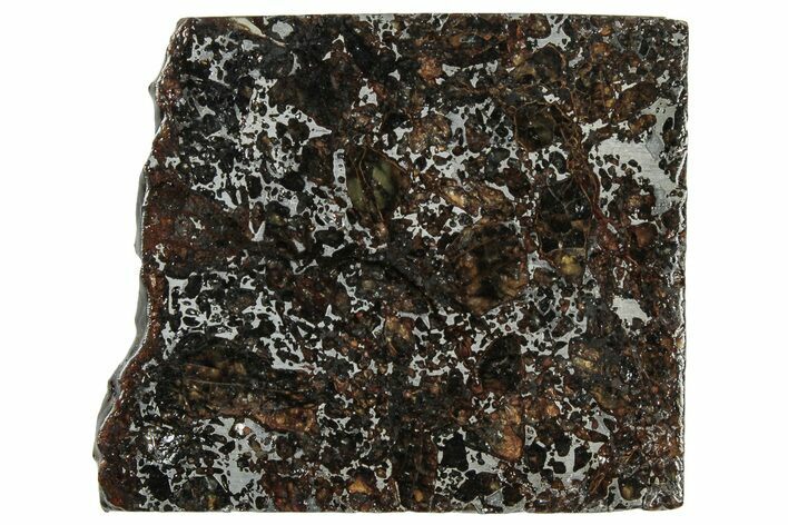 Polished Admire Pallasite Meteorite ( g) Slice - Kansas #307350